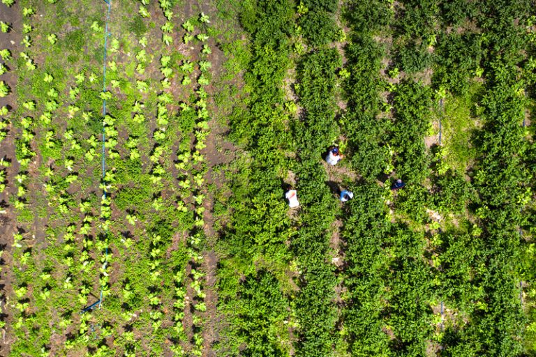 Agricultura Familiar Bahia Veracel Celulose