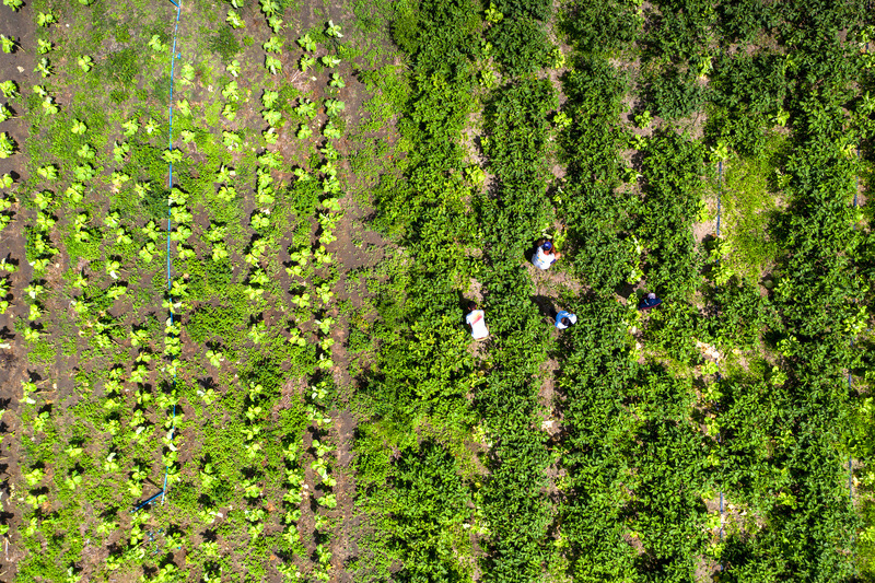 Agricultura Familiar Bahia Veracel Celulose