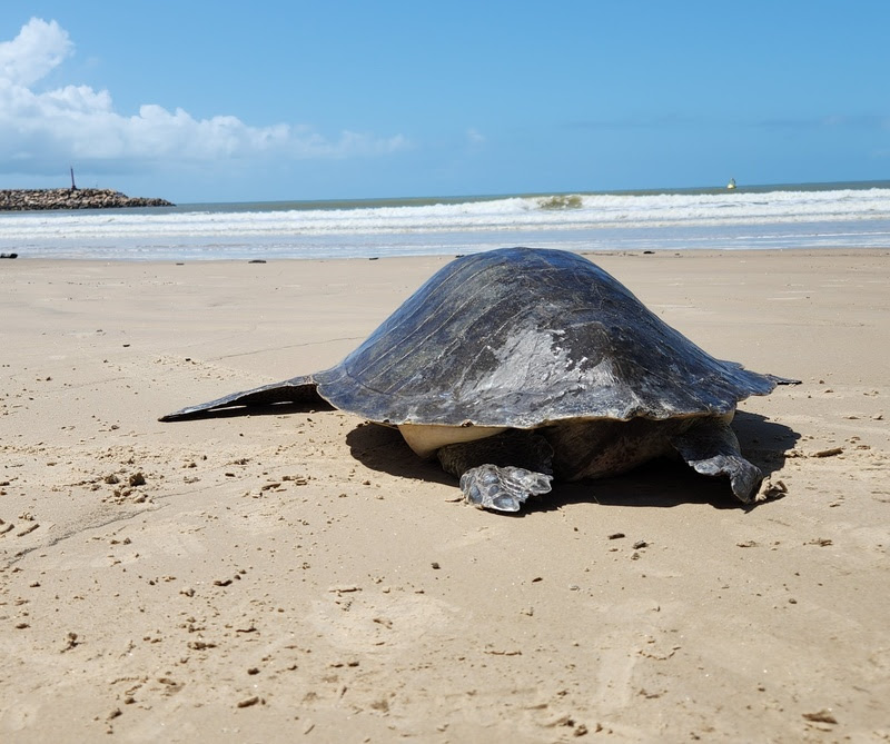 Soltura Tartaruga Centro de Reabilitação Veracel Celulose