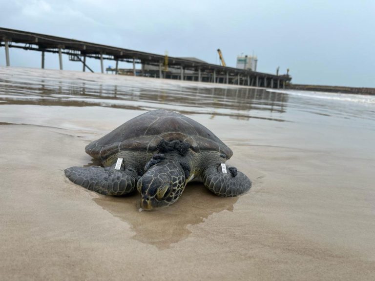 Centro de Reabilitação de Tartarugas Marinhas