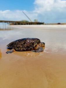 Soltura de Tartaruga Marinha Veracel Celulose