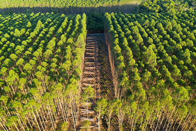 Plantio de Eucalipto: Diversificação de Renda para Pecuaristas